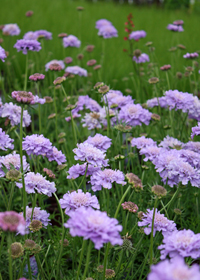 Scabiosa columbaria Harlequin Blue�' (Balharbu)